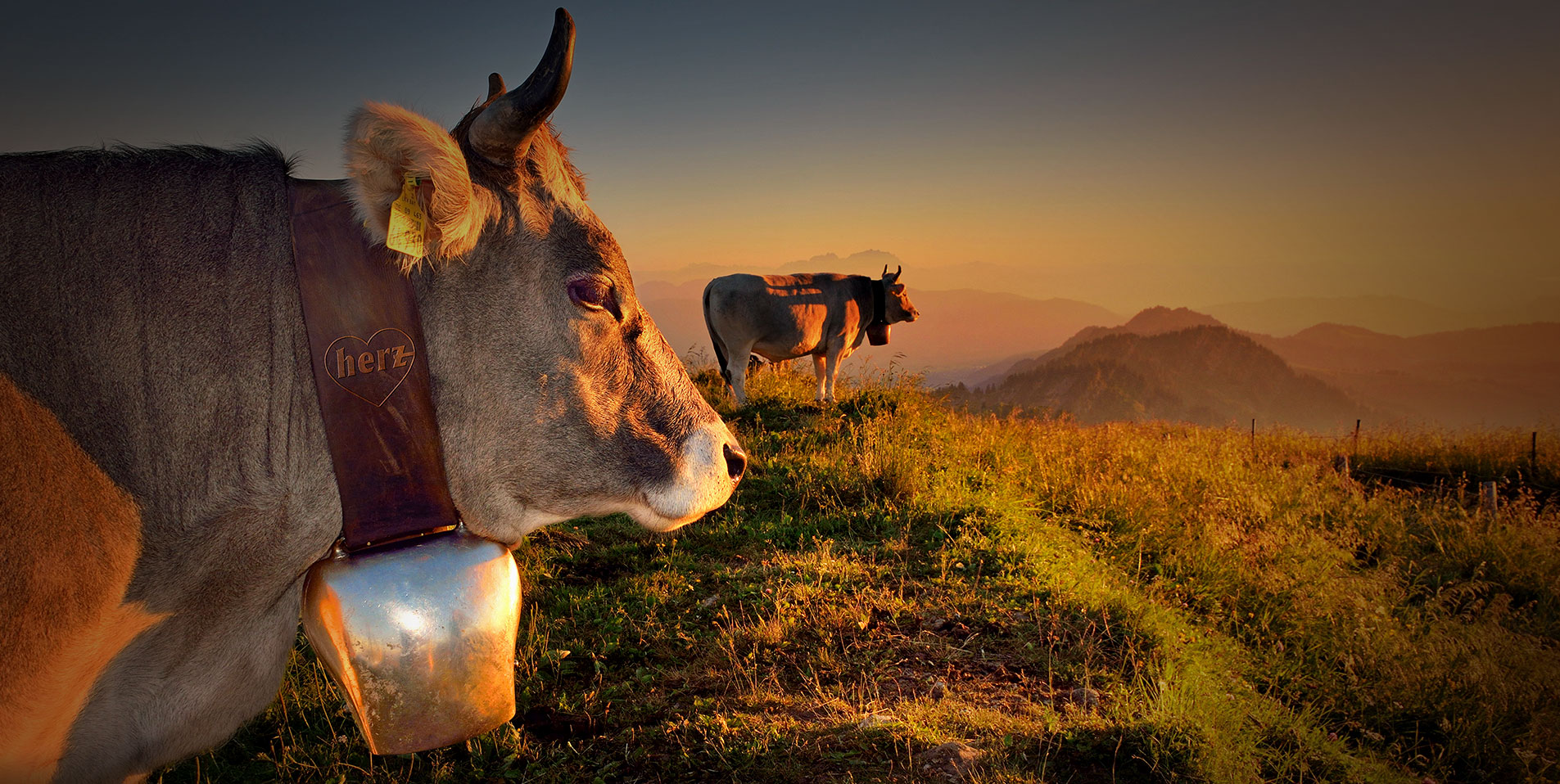 Herz-Käse contains pasture milk TSG Certification